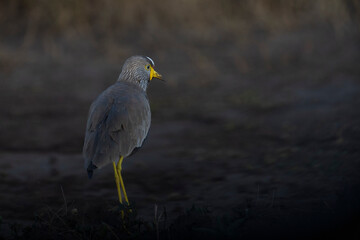 African wattled lapwing (Vanellus senegallus)
