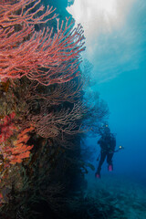 Diver exploring the WW II wreck of the Benwood with beautiful coral growing on the hull, off Key Largo, Florida