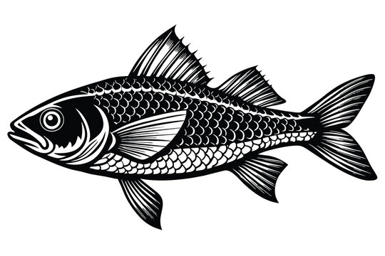 Atlantic croaker fish black and white vector