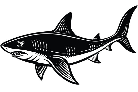 recommend clip art: black and white bonnethead shark vector