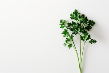 green parsley isolated on white background