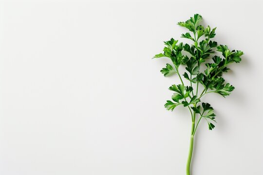 green parsley isolated on white background
