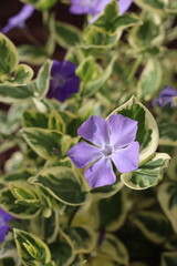 Pervenche (Vinca)