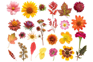 autumn flowers and leaves on isolated transparent background
