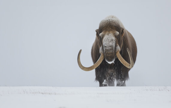 Mammoth Lost Giants: Unearthing the Secrets of Woolly Mammoths in the Frozen Tundra