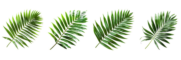 Set of Green leaf of palm tree on transparent background Remove png