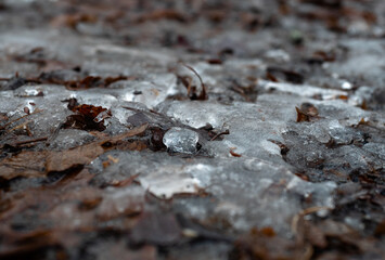 ice on forest floor