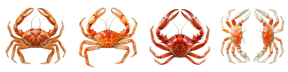 Crab Legs Hyperrealistic Highly Detailed Isolated On Transparent Background Png File