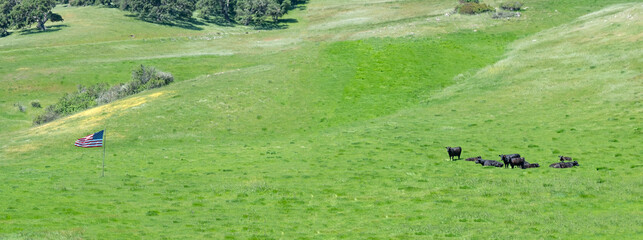 cows grasing at meadow in California, Big Sur, Cabrillo Highway with flag of stars and stripes at...
