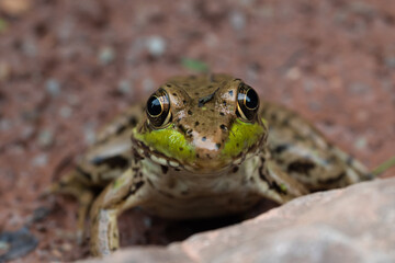 frog face close up