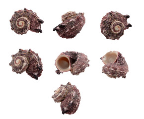 Collection of seashells isolated on white background
