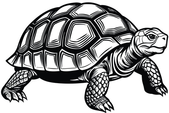 recommend clip art: giant tortoise vector
