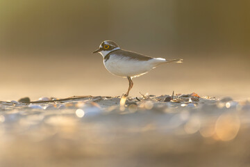 Little ringed plover, waders or shorebirds on the beach.