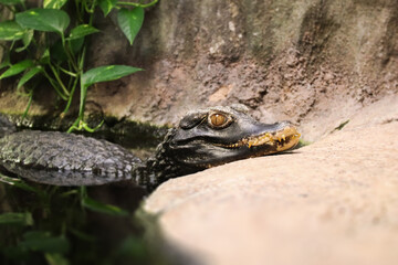 A dangerous crocodile looking at you above water level. Portrait of Cuvier's dwarf caiman also known as Paleosuchus palpebrosus.	