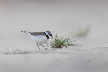 Little ringed plover, waders or shorebirds on the beach.