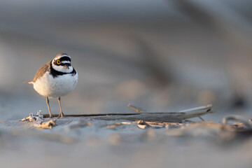 Little ringed plover, waders or shorebirds on the beach.