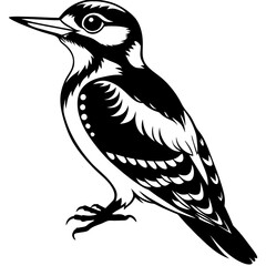 Obraz premium woodpecker vector design 