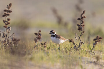 Little ringed plover, waders or shorebirds on the beach.