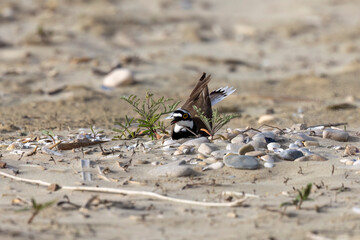Little ringed plover, waders or shorebirds on the beach.