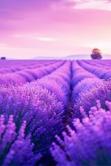 Obraz premium Provence lavender fields at sunset in summer, purple flowers, nature photography, romantic, impressionism