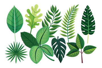 vector set of different tropical leaves on isolated background