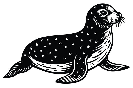 recommend clip art: seal aquatic animal vector