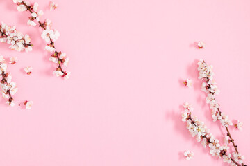 Branch apricot tree with white flowers on pink background with space for text. Spring background...