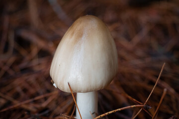 mushroom in the forest