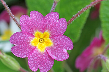 Primula flower after rain in Spring