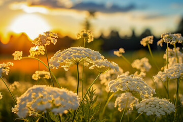 Queen Anne's Lace in Golden Hour - obrazy, fototapety, plakaty