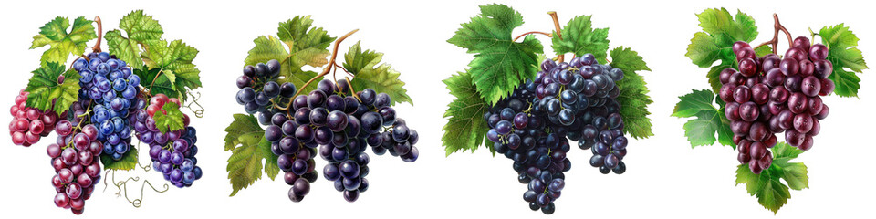 Cluster of grapes with leaves and vines Hyperrealistic Highly Detailed Isolated On Transparent Background Png