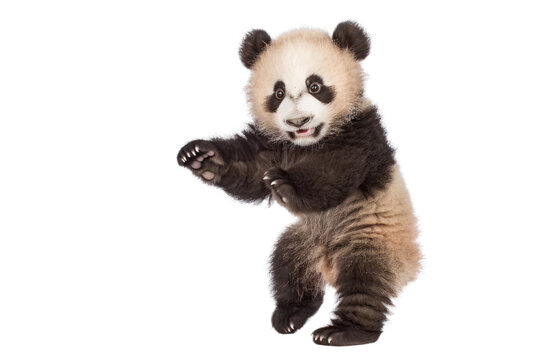 cute baby panda playing on an isolated transparent background