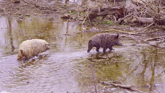 Wild boar (Sus scrofa) with Feral pig (boar-pig hybrid) walking on the floodplain forest at Danube delta, Slow motion
