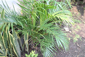 Areca Palm (Dypsis lutescens).plant native to madagascar in yard