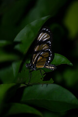 The insect known as the Manacá butterfly, Methona themisto (Nymphalidae: Danainae: Ithomiini), landing on a leaf.
