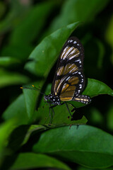 The insect known as the Manacá butterfly, Methona themisto (Nymphalidae: Danainae: Ithomiini), landing on a leaf.