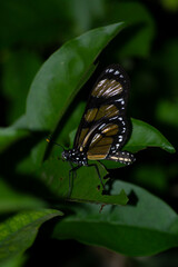 The insect known as the Manacá butterfly, Methona themisto (Nymphalidae: Danainae: Ithomiini), landing on a leaf.