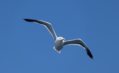 One Kelp gull (larus dominicanus) flying in front of an intense blue sky with no clouds