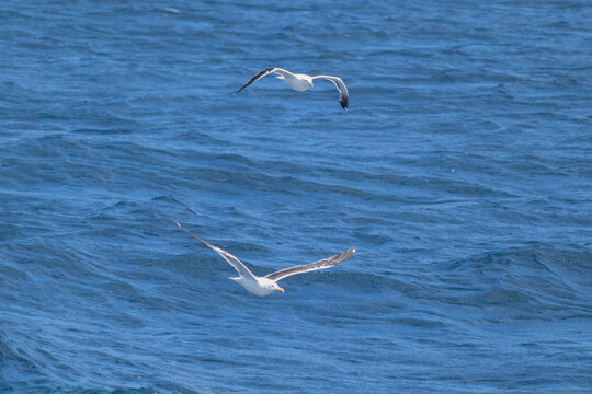 Two Kelp gulls (larus dominicanus) flying together over pacific waves of blue calm water