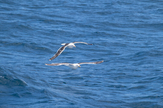 Two Kelp gulls (larus dominicanus) flying together over pacific waves of blue calm water