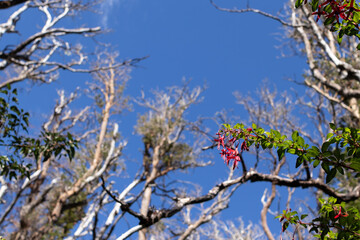 Pink Fuchsia Magellanica flowers drying from branches full of leaves, with a blurred background of many dry trees and a blue clear sky, in Bosque los Arrayanes, Argentina