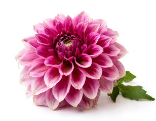 Pinke Dahlie isoliert auf weißen Hintergrund, Freisteller 