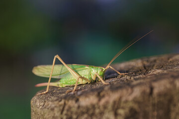 Meadow grasshopper, grasshopper. - 777598480