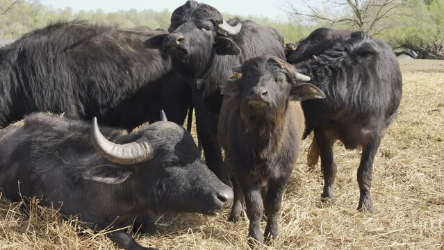 A herd of Water Buffaloes resting in a meadow in nature reserve, Slow motion