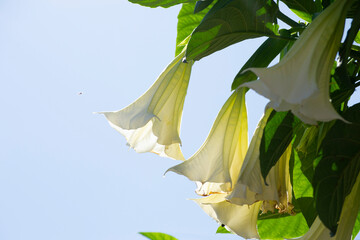 Flowers, leaves, and branches of Brugmansia candida, popularly known as angel's trumpet and white...