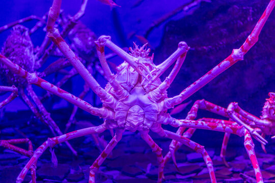 タカアシガニ Images – Browse 131 Stock Photos, Vectors, and