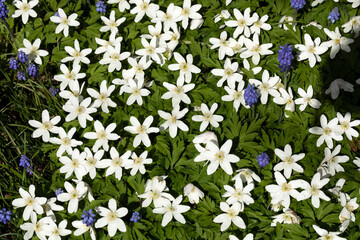 Buschwindröschen (Anemone nemorosa) im Garten - 777599470
