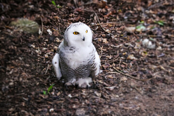 Beautiful snowy owl in free nature.	
