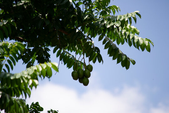 The cajá is the fruit of the cajazeira (Spondias mombin L.), a tree of the Anacardiaceae family that is present in several Brazilian states. This tree is being cultivated in Rio de Janeiro, Brazil.	