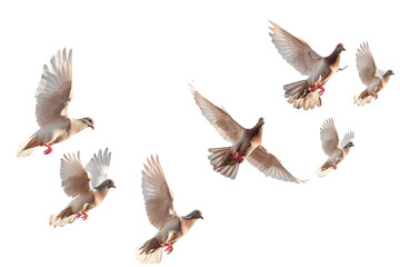 Obraz premium flying doves on an isolated transparent background